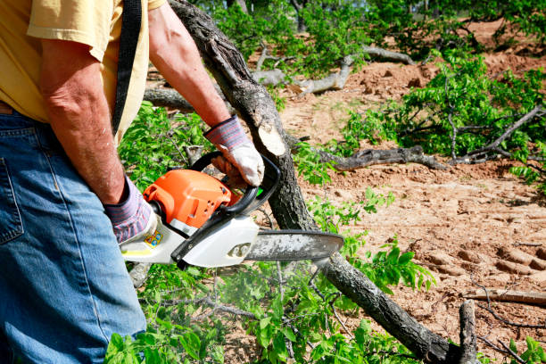 Best Stump Grinding Near Me  in Perry, MI